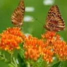 25 Butterfly Weed Fresh Milkweed Asclepias Tuberosaseeds For Planting