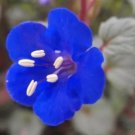 50 California Bluebell Flower Fresh Blue Bellseeds For Planting
