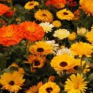 50 Calendula Pacific Beauty Mix Fresh Seeds For Planting