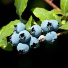 50 Blueberry Bush Seeds For Planting
