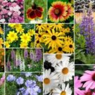 200 Mixed Wildflower Fresh Seed For Planting