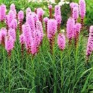 25 Gayfeather Blazing Star Flower Fresh Seeds For Planting