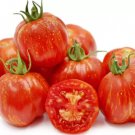 50 Tomato Striped Cavern Seeds – Schimmeig Stoo Heirloom Paste Tomato, Hollow Fruit, Non-GMO