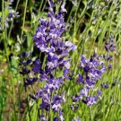 500 Lavender Vera Seeds – True English Fragrant Lavender, Medicinal Perennial, Non-GMO 500 Lavender Vera Seeds – True English Fragrant Lavender, Medicinal Perennial, Non-GMO