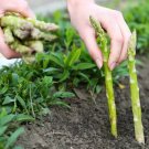 30 Asparagus UC 157 F2 Seeds – Heavy Yields, Perennial Heirloom, USA Favorite, Non-GMO Vegetable