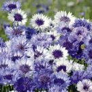 200 Cornflower Fantastic Mix Seeds – Tall Heirloom Blooms, Sun or Shade, Non-GMO Pollinator 200 Cornflower Fantastic Mix Seeds – Tall Heirloom Blooms, Sun or Shade, Non-GMO Pollinator