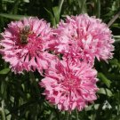 400 Cornflower Tall Pink Seeds – Heirloom Bachelor Button, Pollinator Flower, Non-GMO Garden