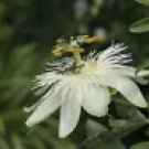 10 White Passion Flower Seeds – Passiflora Subpeltata Heirloom Vine for Pollinator Gardens