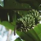 10 Snow Banana Seeds – Rare Ensete Glaucum Ornamental Tropical Banana for Landscaping