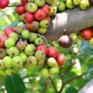 20 Cluster Fig Tree Seeds – Tropical Ficus Racemosa for Medicinal Fruit, Bonsai & Edible