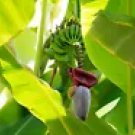 5 Musa Thomsonii Seeds – Rare Cold Hardy Tropical Banana Tree from the Himalayas for Exotic
