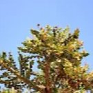 10 Boswellia Serrata Seeds – Indian Frankincense Tree for Herbal Medicine, Resin Harvest 10 Boswellia Serrata Seeds – Indian Frankincense Tree for Herbal Medicine, Resin Harvest