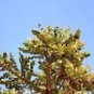10 Boswellia Serrata Seeds – Indian Frankincense Tree for Herbal Medicine, Resin Harvest