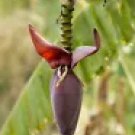 5 Musa Nagensium Snow Banana Seeds – Rare Tropical Cold-Hardy Heirloom Banana Tree for Planting