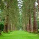 10 Giant Sequoia Tree Seeds - Sequoiadendron Giganteum Bonsai or Standard Tree Seeds for Planting 10 Giant Sequoia Tree Seeds - Sequoiadendron Giganteum Bonsai or Standard Tree Seeds for Planting
