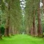 10 Giant Sequoia Tree Seeds - Sequoiadendron Giganteum Bonsai or Standard Tree Seeds for Planting