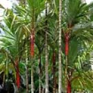 10 Red Sealing Wax Palm Seeds - Rare Cyrtostachys Renda Lipstick Palm Tropical Exotic Tree 10 Red Sealing Wax Palm Seeds - Rare Cyrtostachys Renda Lipstick Palm Tropical Exotic Tree