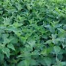 100 Lime Basil Seeds – Heirloom Culinary Herb for Planting – Citrusy Flavor, Non-GMO,