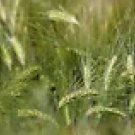 50 Starter Fun Pack Malting Barley Seeds - Ancient Cereal Grain, Full Pint, Easy Planting 50 Starter Fun Pack Malting Barley Seeds - Ancient Cereal Grain, Full Pint, Easy Planting