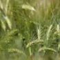 50 Starter Fun Pack Malting Barley Seeds - Ancient Cereal Grain, Full Pint, Easy Planting