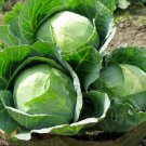 150 Danish Ballhead Cabbage Seeds – Hearty, Slow-Bolting, Crisp Heads, Perfect for Fresh & Cooking