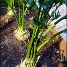 200 Giant Prague Celeriac Seeds – Heirloom Root Veg for Soups, Salads & Storage – Non-GMO USA