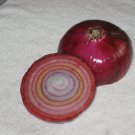 50 Rare Romanian Rainbow Onion Seeds – Heirloom Vegetable, Colorful, Easy to Grow, Non-GMO