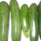 20 Elite Hybrid Zucchini Seeds – High Yield, Disease Resistant, Fast Growing Vegetable