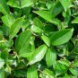 20 Free Tea Forever Seeds – Grow Your Own Herbal Tea Plants, Healthful Delicious Home Harvest