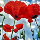 500 Oriental Red Mix Poppy Papaver Orientale Flower Seeds – Vibrant Hardy Perennial Garden #FLO 500 Oriental Red Mix Poppy Papaver Orientale Flower Seeds – Vibrant Hardy Perennial Garden #FLO