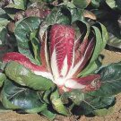 100 Rossa Di Verona Radicchio Seeds – Italian Chicory, Heirloom Vegetable, Crisp Salad Greens #FLO