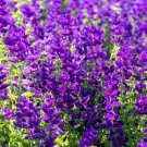 50 Blue Monday Clary Sage Seeds – Salvia viridis Horminum, Striking Blue Herb Flowers #FLO 50 Blue Monday Clary Sage Seeds – Salvia viridis Horminum, Striking Blue Herb Flowers #FLO