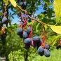 15 Indian Plum Seeds – Native Osoberry Oemleria Cerasiformis Fruit Shrub for Wildlife Gardens#FLO