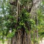 50 Banyan Fig Tree Seeds – East Indian Ficus Benghalensis Aerial Root Indoor Houseplant #FLO