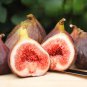 30 Edible Fig Tree Seeds – Ficus Carica Purple Brown Skin Pink Flesh Sweet Fruit Garden Plant #FLO