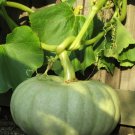 15 Jarrahdale Pumpkin Seeds - Heirloom Blue-Grey Cucurbita Maxima Sweet Flesh #FLO