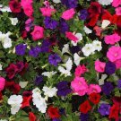 200 Laura Bush Petunia Seeds - Mixed Pink Purple White Petunia Violacea Trumpet Flowers #FLO 200 Laura Bush Petunia Seeds - Mixed Pink Purple White Petunia Violacea Trumpet Flowers #FLO