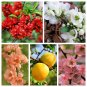 30 Flowering Quince Fruit Shrub Seeds#FLO