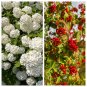 30 European Cranberry Snowball Tree Guelder Rose Viburnum Opulus Red Fruit Seeds#FLO