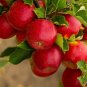 25 Paradise Apple Red Delicious Common Malus Pumila Domestica Fruit Tree Seeds#FLO