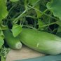 50 Banana Melon Cucumis Melo Fruit Seeds#FLO