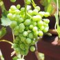50 Green (Dessert / Table) Grape Vitis Vinifera Vine Fruit Seeds#FLO