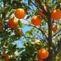 20 Tangerine Mandrin Orange Citrus Reticulata Fruit Tree Seeds#FLO