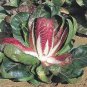 100 Rossa Di Verona Radicchio / Endive Italian Cichorium Intybus Vegetable Seeds#FLO