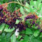 25 American Elderberry Fruit Bush Shrub Sambucus Nigra Tree Seeds#FLO