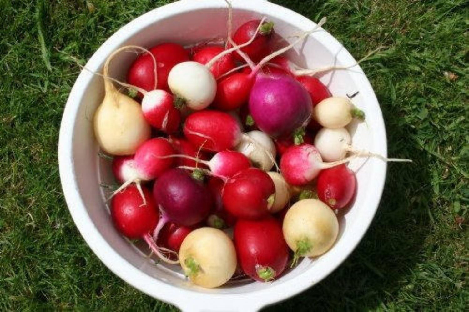 500 Mixed Colors Easter Egg Radish Raphanus Sativus Vegetable Seeds#FLO