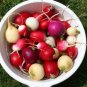 500 Mixed Colors Easter Egg Radish Raphanus Sativus Vegetable Seeds#FLO