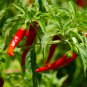 300 Long Red Cayenne Pepper Capsicum Annuum Vegetable Seeds#FLO