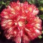 100 Flemish Antique Peony Poppy Mixed Colors Papaver Peoniflorum Flower Seeds#FLO