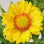 100 Yellow Gaillardia Aristata (Blanket Flower / Indian Blanket) Flower Seeds#FLO
